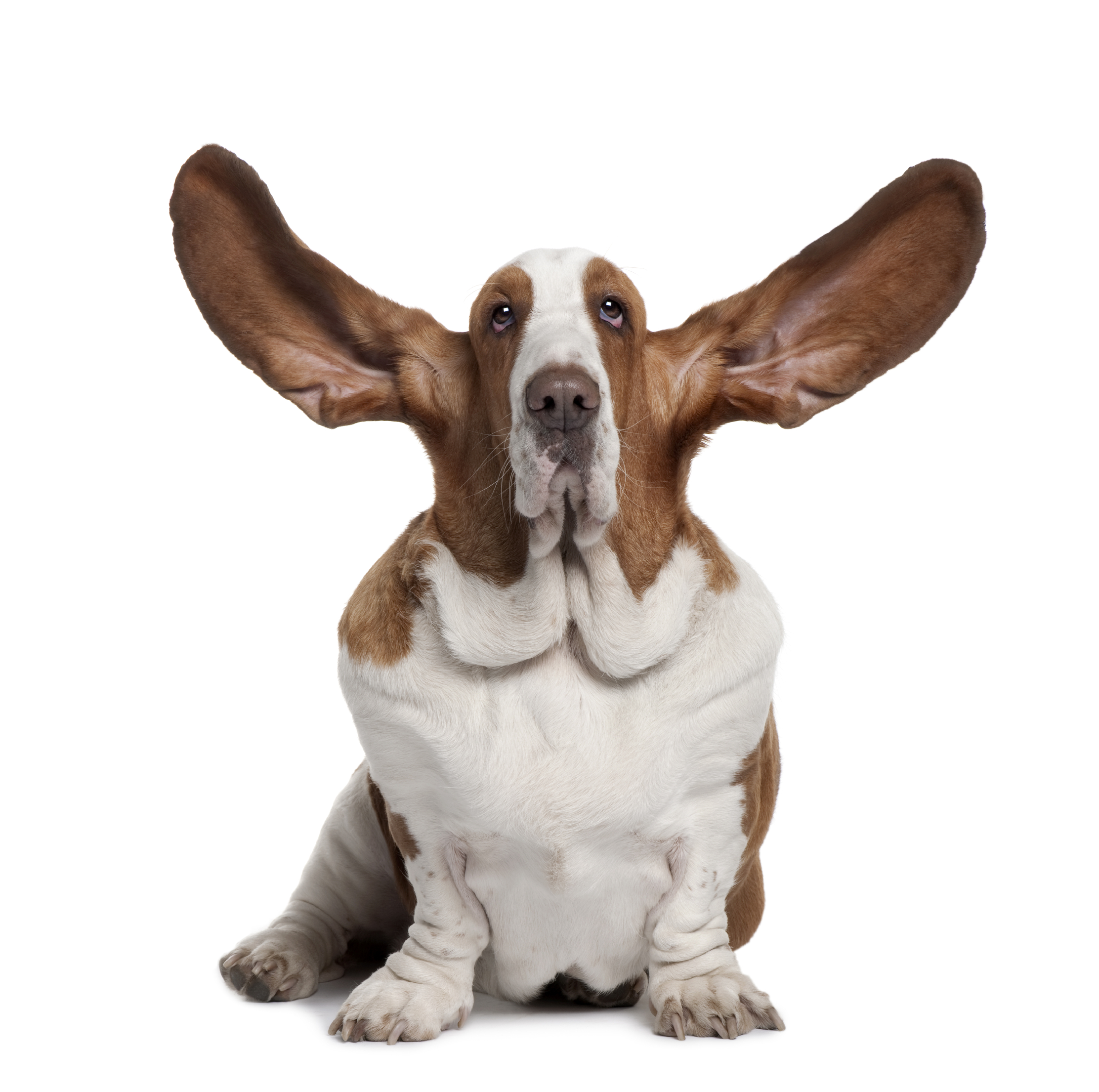 dog-with-big-ears
