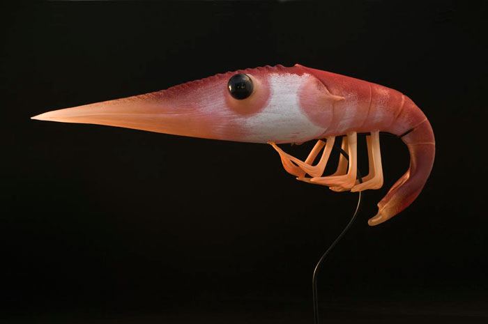 jumbo-shrimp